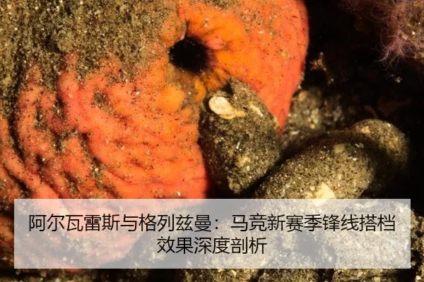 a-er-wa-lei-si-yu-ge-lie-zi-man-ma-jing-xin-sai-ji-feng-xian-da-dang-xiao-guo-shen-du-pou-xi-2-284.jpg